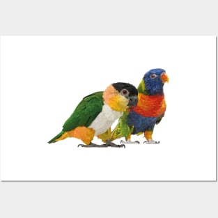 Caique and Lori Posters and Art